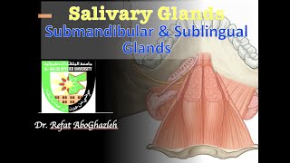 Submandibular salivary gland Anatomy  1 [upl. by Eilsek]