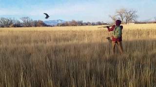 Pudelpointer  First Pheasant Hunt [upl. by Aikimat311]