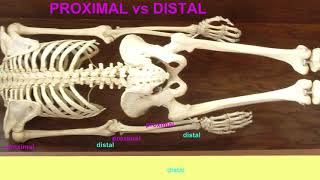 proximal vs distal anatomical directional terms [upl. by Safier]