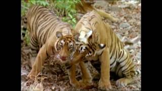 Baby Einstein  Wild Animal Safari Amazon Trailer [upl. by Buckden462]