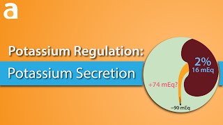 Potassium Regulation Potassium Secretion [upl. by Sophy494]