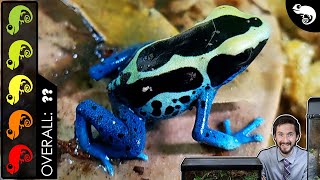 Poison Dart Frog The Best Pet Amphibian [upl. by Lief773]