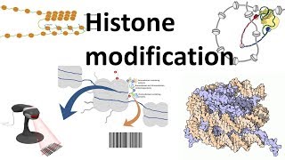 Histone modifications Introduction [upl. by Fremont]