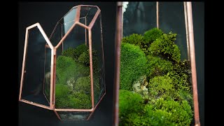 🌿 Mini terrario de musgo  Terrarium DIY [upl. by Karna]