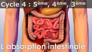 SVT  Cycle 4  COURS  Labsorption intestinale [upl. by Mabelle]