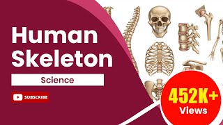 The skeletal system Appendicular Skeleton [upl. by Sophey]