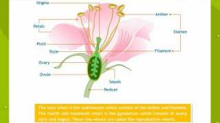 Morphology Of Flowering Plants [upl. by Daniella105]