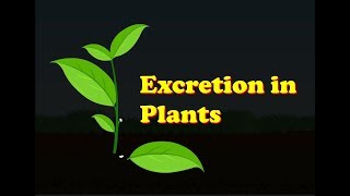 Biology  Excretion in Plants [upl. by Silvester]