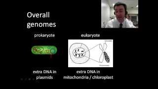 Prokaryotic vs eukaryotic genomes [upl. by Ennylcaj]