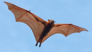 Are Bats Flying Primates [upl. by Pieter332]