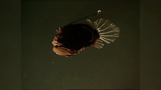 The Female Angler Fishs Strangest Appendage The Male Angler Fish [upl. by Graubert]