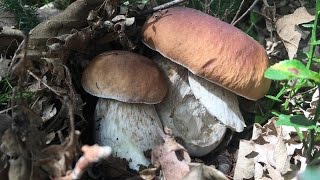 Boletus Edulis amp Boletus Reticulatus amp Boletus Pinicola [upl. by Eilac524]