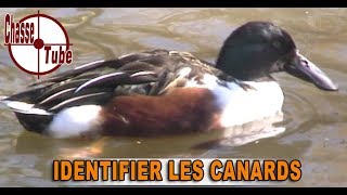 Identifier les espèces de canard [upl. by Retsev261]