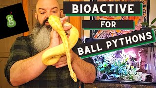 Bioactive Ball Python Setup how to make it successful [upl. by Aaronson638]