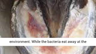 Common Hoof Problems  Signs Symptoms amp Treatment [upl. by Bonilla]