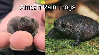 African Rain Frogs that Looks Sad or Angry [upl. by Cired]