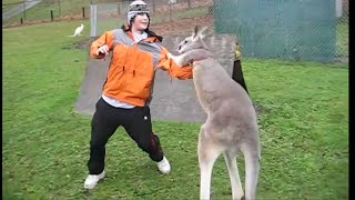 Kangaroo vs Human Kangaroo attacking [upl. by Chaiken993]