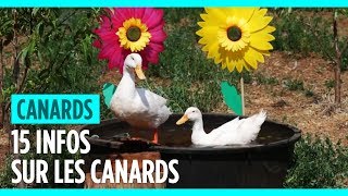 15 infos sur les canards [upl. by Jerome747]