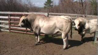 PIEDMONTESE BULLS 2 TONS OF BEEF [upl. by Lalo]