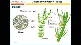 Chlorophyta thallus Online lecture [upl. by Denyse]