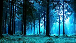 Forest Night Nature Sounds for Sleep or Studying  White Noise 10 Hours [upl. by Ludovico3]