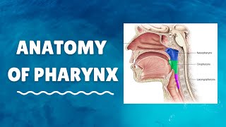 Introduction to Anatomy of Pharynx [upl. by Simetra]