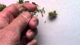 Collecting Gaillardia Seeds AKA Blanket Flowers [upl. by Ylrebnik]