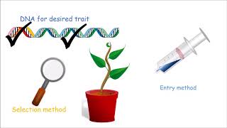 How to Make a Genetically Modified Plant [upl. by Lenra967]