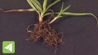 Fibrous roots and tap roots  Plant Physiology  Biology [upl. by Dhu]