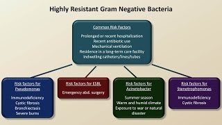 Antibiotics for Gram Negative Infections Antibiotics  Lecture 5 [upl. by Nidorf633]