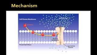 amlodipine Norvasc [upl. by Christianity]