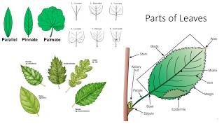 Plant Anatomy and Morphology [upl. by Memberg]