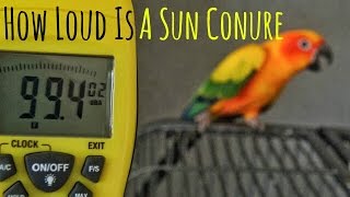 Sun Conure Screaming [upl. by Anitreb]