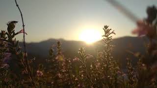 Beautiful Sunrise amp The Flowers  NO COPYRIGHT VIDEO  NATURE [upl. by Ahsienad]