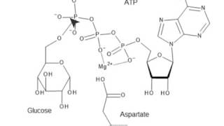 Glycolysis Enzymes and Their Functions [upl. by Silyhp90]