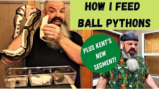 How I Feed Ball Pythons Prey type prey sizes when I feed my snake and how I feed my snake [upl. by Ahsiym545]