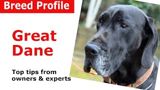 Great Dane dog breed guide [upl. by Macswan]