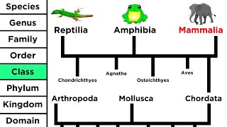 Phylogeny and the Tree of Life [upl. by Brietta]