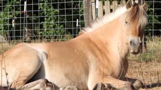 Living with Norwegians Fjords that is Norwegian Fjord horses Nora and Ronan [upl. by Maryanna41]