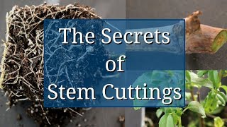 The Secrets of Stem Cuttings Propagation [upl. by Orihakat305]