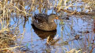 Mallard Ducks Swimming and Feeding UK Water Birds [upl. by Orv805]