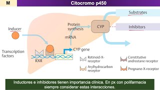 Farmacocinética METABOLISMO de fármacos [upl. by Omrellug830]