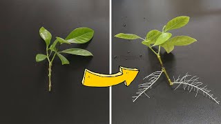 How to Grow Gardenia From Cuttings 33 days Time Lapse [upl. by Ferdinana]