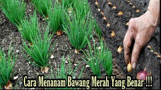 Cara menanam bawang merah yang benar  growing onions [upl. by Aset]