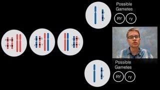 Chromosomal Inheritance [upl. by Adnar]