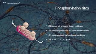 Tau phosphorylation Creative Diagnostics [upl. by Mcquade325]