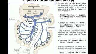 Anatomy  Hepatic Portal Circulation EXPLAINED [upl. by Aurlie580]