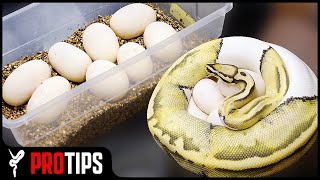 How to Set Up Ball Python Eggs [upl. by Fillander]