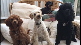 Our Miniature Poodle video clip reel  Featuring Felix Mabel and Blossom [upl. by Ennovahc]