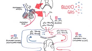 Blood Gases O2 CO2 and ABG [upl. by Wileen750]